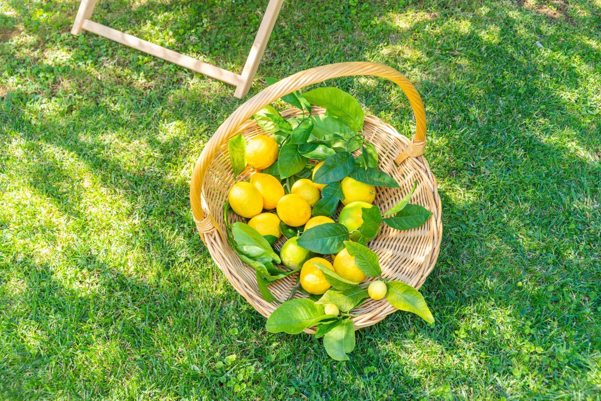 Villa Lemon Garden - Apartment In Dubrovnik Mlini Bagian luar foto